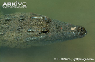 Illustration for article titled Sunday Crocodilian - Crocodylus moreletii Edition
